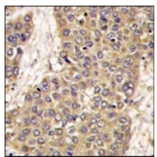 anti-Caspase 6, Apoptosis-Related Cysteine Peptidase (CASP6) (C-Term) antibody avatar