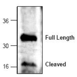 anti-Caspase 6, Apoptosis-Related Cysteine Peptidase (CASP6) (C-Term) antibody avatar