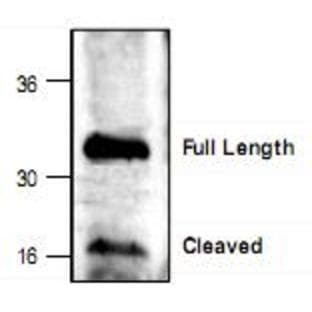 anti-Caspase 6, Apoptosis-Related Cysteine Peptidase (CASP6) (C-Term) antibody avatar