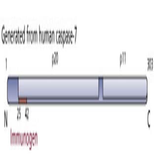 anti-Caspase 7, Apoptosis-Related Cysteine Peptidase (CASP7) (AA 25-42) antibody avatar