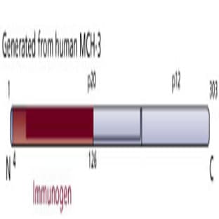 anti-Caspase 7, Apoptosis-Related Cysteine Peptidase (CASP7) (AA 4-126) antibody avatar