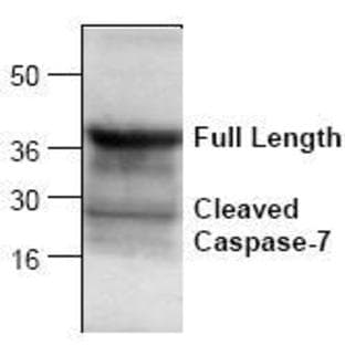 anti-Caspase 7, Apoptosis-Related Cysteine Peptidase (CASP7) (Cleavage Site) antibody avatar