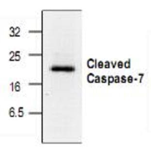 anti-Caspase 7, Apoptosis-Related Cysteine Peptidase (CASP7) (active) antibody avatar