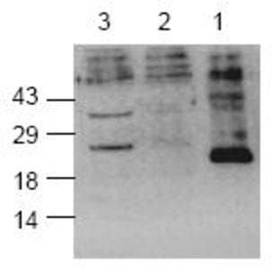 anti-Caspase 8, Apoptosis-Related Cysteine Peptidase (CASP8) (Cleavage Site), (active) antibody avatar