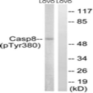anti-Caspase 8, Apoptosis-Related Cysteine Peptidase (CASP8) (pTyr380) antibody avatar