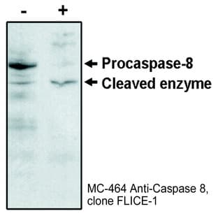 anti-Caspase 8, Apoptosis-Related Cysteine Peptidase (CASP8) (N-Term) antibody avatar