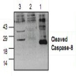 anti-Caspase 8, Apoptosis-Related Cysteine Peptidase (CASP8) (Cleavage Site) antibody avatar