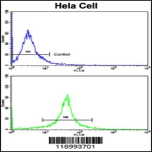 anti-Caspase 8, Apoptosis-Related Cysteine Peptidase (CASP8) (C-Term), (AA 432-461) antibody avatar
