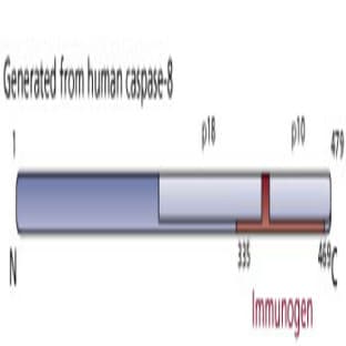 anti-Caspase 8, Apoptosis-Related Cysteine Peptidase (CASP8) (AA 335-469) antibody avatar