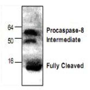 anti-Caspase 8, Apoptosis-Related Cysteine Peptidase (CASP8) antibody avatar