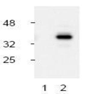 anti-Caspase 9, Apoptosis-Related Cysteine Peptidase (CASP9) (N-Term), (Asp330) antibody avatar