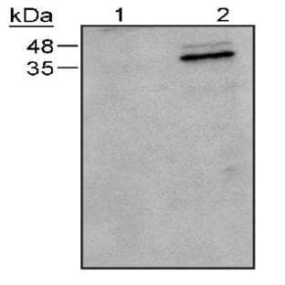 anti-Caspase 9, Apoptosis-Related Cysteine Peptidase (CASP9) antibody avatar