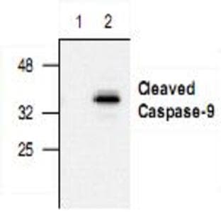 anti-Caspase 9, Apoptosis-Related Cysteine Peptidase (CASP9) (N-Term), (Asp330), (active) antibody avatar