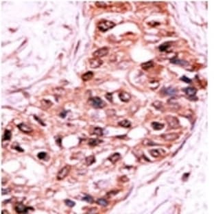 anti-Caspase 9, Apoptosis-Related Cysteine Peptidase (CASP9) (pSer196) antibody avatar
