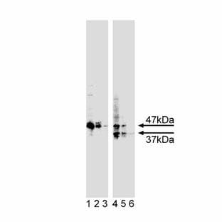 anti-Caspase 9, Apoptosis-Related Cysteine Peptidase (CASP9) (N-Term), (AA 1-134) antibody avatar
