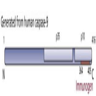 anti-Caspase 9, Apoptosis-Related Cysteine Peptidase (CASP9) (AA 364-405) antibody avatar