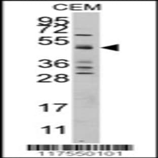 anti-Caspase 9, Apoptosis-Related Cysteine Peptidase (CASP9) (AA 183-211), (Center) antibody avatar