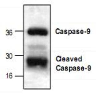 anti-Caspase 9, Apoptosis-Related Cysteine Peptidase (CASP9) antibody avatar