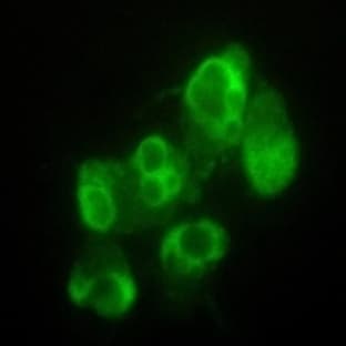 anti-Caspase 10, Apoptosis-Related Cysteine Peptidase (CASP10) (N-Term) antibody