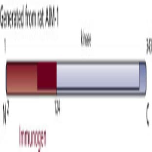 anti-Aurora Kinase B (AURKB) (AA 2-124) antibody avatar