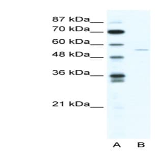 anti-ADP-Ribosylation Factor GTPase Activating Protein 2 (arfgap2) (N-Term) antibody avatar