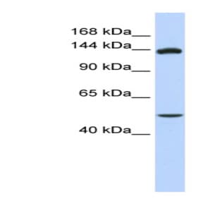 anti-DOT1-Like, Histone H3 Methyltransferase (S. Cerevisiae) (DOT1L) (Middle Region) antibody