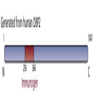 anti-DEAH (Asp-Glu-Ala-His) Box Polypeptide 16 (DHX16) (AA 256-366) antibody avatar