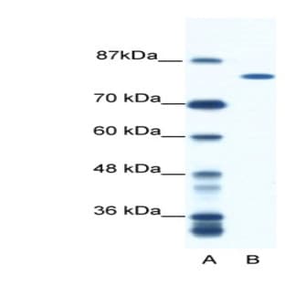 anti-DEAH (Asp-Glu-Ala-His) Box Polypeptide 16 (DHX16) (N-Term) antibody avatar