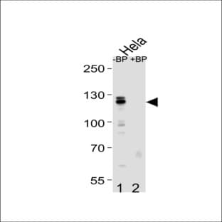 anti-Cullin 4B (CUL4B) (Center), (AA 250-278) antibody avatar