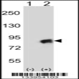 anti-Cullin 4A (CUL4A) (N-Term), (AA 31-60) antibody avatar