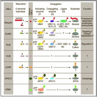 anti-Cullin 2 (CUL2) (C-Term), (AA 733-745) antibody avatar