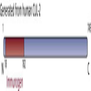 anti-Cullin 2 (CUL2) (AA 18-182) antibody avatar
