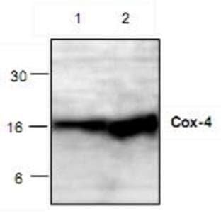 anti-Cox-4 antibody avatar