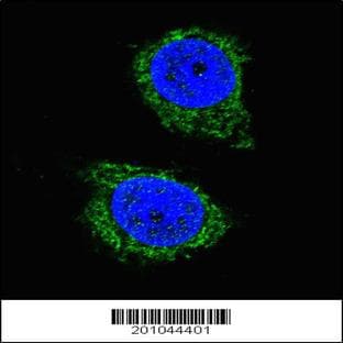 anti-Autophagy Related 4D, Cysteine Peptidase (ATG4D) antibody avatar