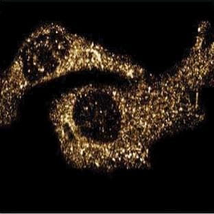 anti-Contactin Associated Protein 1 (CNTNAP1) (AA 1-1513) antibody avatar