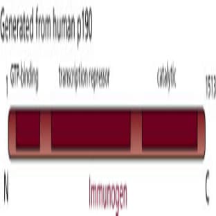 anti-Contactin Associated Protein 1 (CNTNAP1) (AA 1-1513) antibody avatar