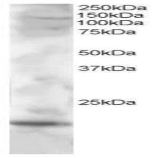 anti-Cystatin F (Leukocystatin) (CST7) (C-Term) antibody avatar