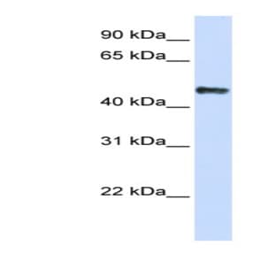 anti-Cold Shock Domain Protein A (CSDA) (C-Term) antibody avatar