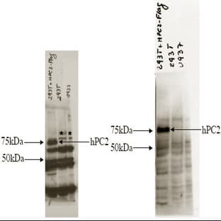 anti-Chromobox Homolog 4 (CBX4) (AA 95-107) antibody avatar