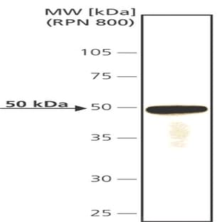 anti-CDC14 Cell Division Cycle 14 Homolog A (S. Cerevisiae) (CDC14A) antibody avatar