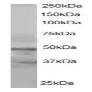 anti-Actin-Like 6A (BAF53A) (C-Term) antibody avatar