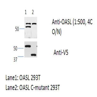anti-2'-5'-Oligoadenylate Synthetase-Like (OASL) (C-Term), (AA 484-514) antibody avatar