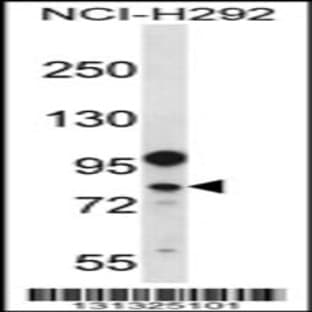 anti-DEAD (Asp-Glu-Ala-Asp) Box Polypeptide 3, Y-Linked (DDX3Y) (N-Term), (AA 90-119) antibody avatar