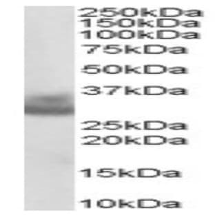 anti-Cathepsin F (CTSF) (C-Term) antibody avatar