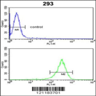 anti-Cystathionine-beta-Synthase (CBS) (AA 301-330), (Center) antibody avatar