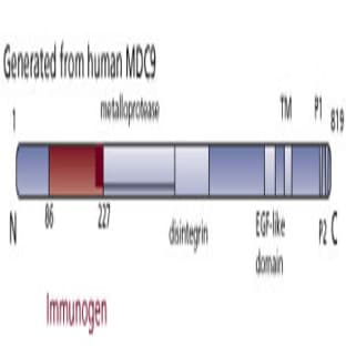 anti-ADAM Metallopeptidase Domain 9 (ADAM9) (AA 86-227) antibody avatar