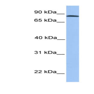 anti-ADAM Metallopeptidase Domain 7 (ADAM7) (C-Term) antibody avatar