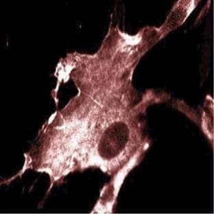 anti-IQ Motif Containing GTPase Activating Protein 1 (IQGAP1) (AA 1348-1490) antibody
