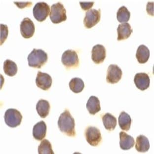 anti-CASP8 and FADD-Like Apoptosis Regulator (CFLAR) antibody