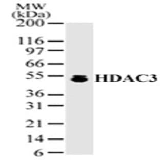 anti-Histone Deacetylase 3 (HDAC3) (AA 2-17) antibody